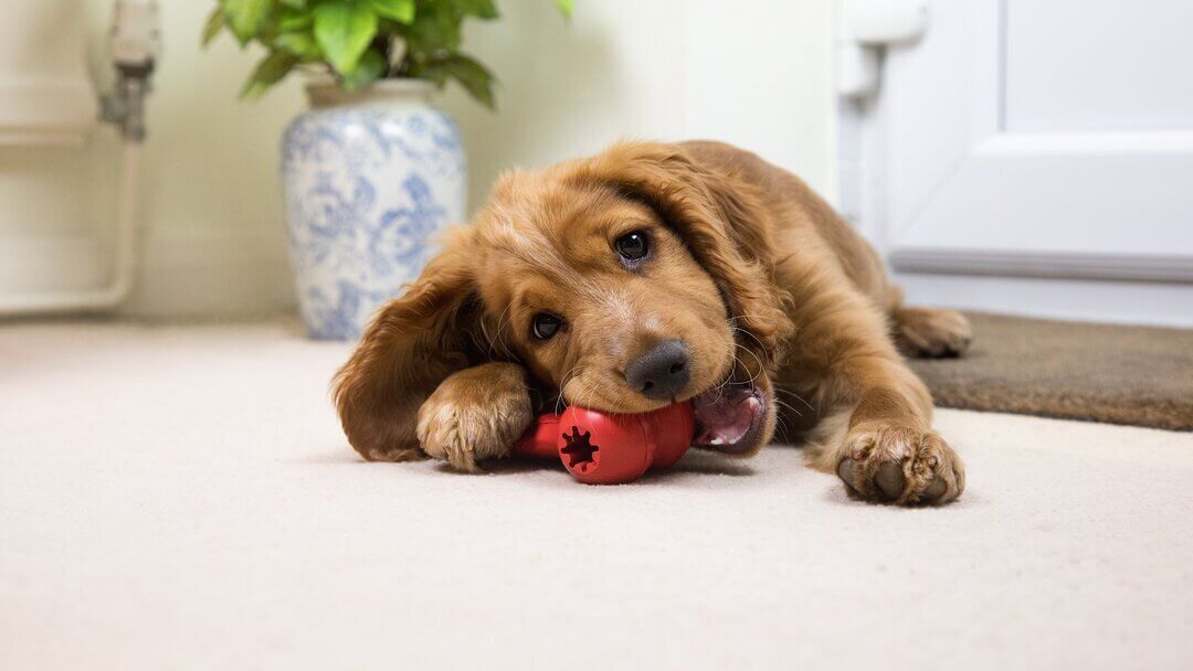 Cachorro Spaniel marrón masticando un juguete rojo