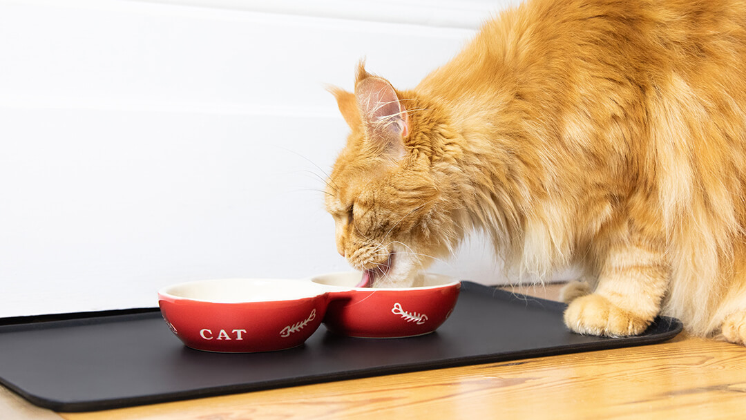 Gato comiendo de un cuenco rojo