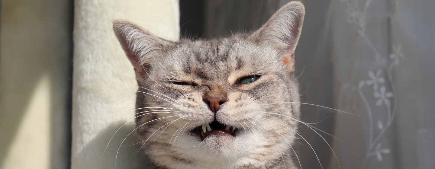 Gato gris estornudando
