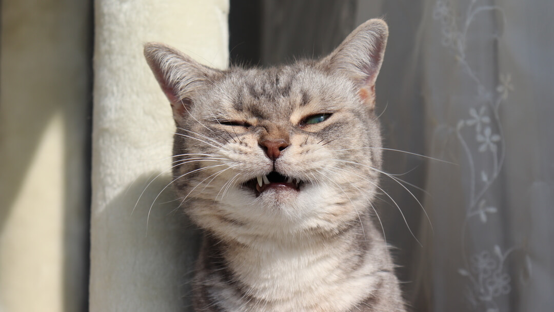 Gato gris estornudando