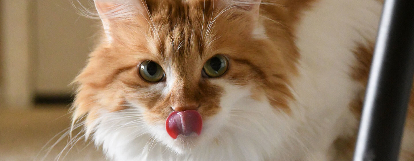 Gato de color naranja lamiéndose la nariz
