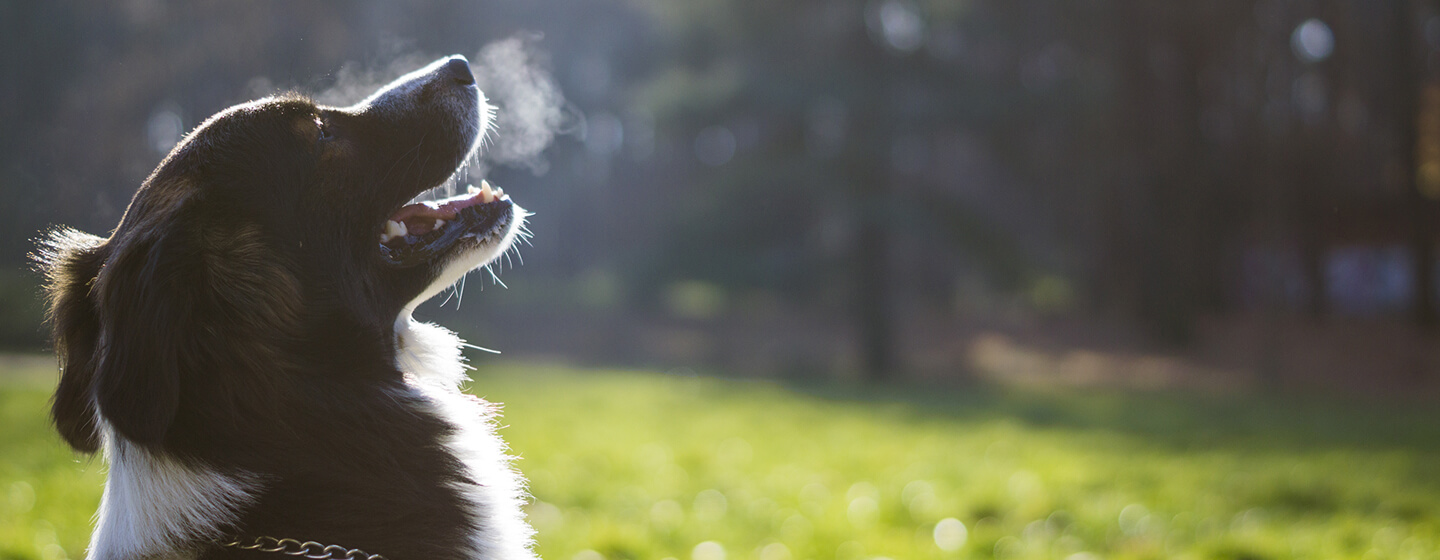 Perro respirando aire frío