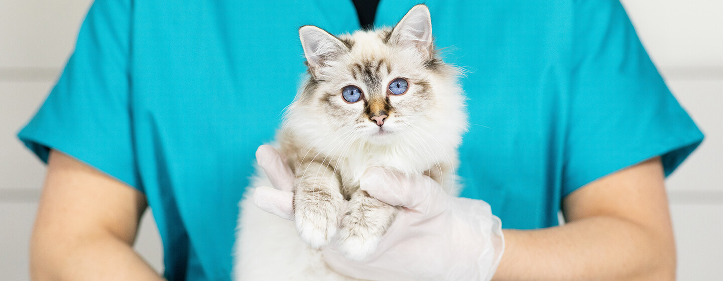 Gatito en el veterinario