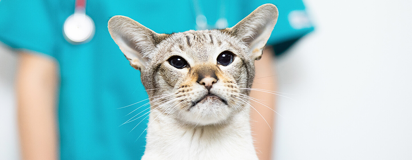 gato en el veterinario