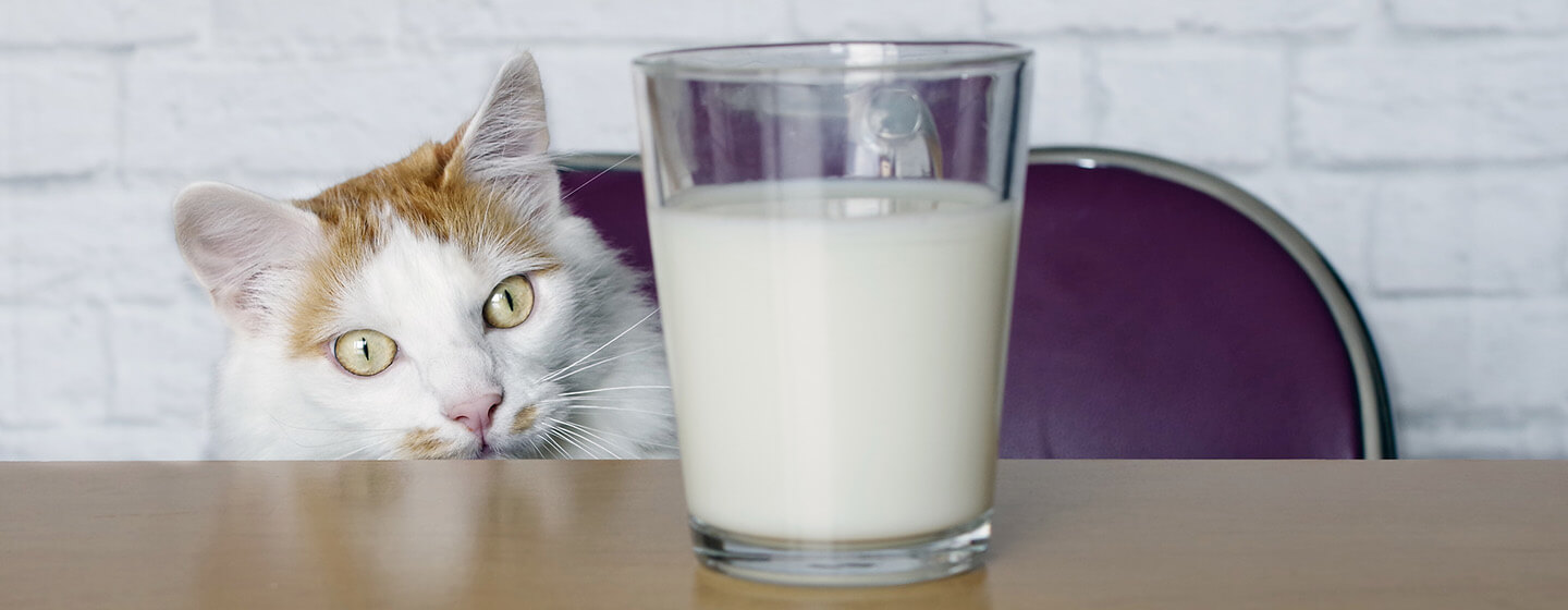 Gato mirando hacia la leche