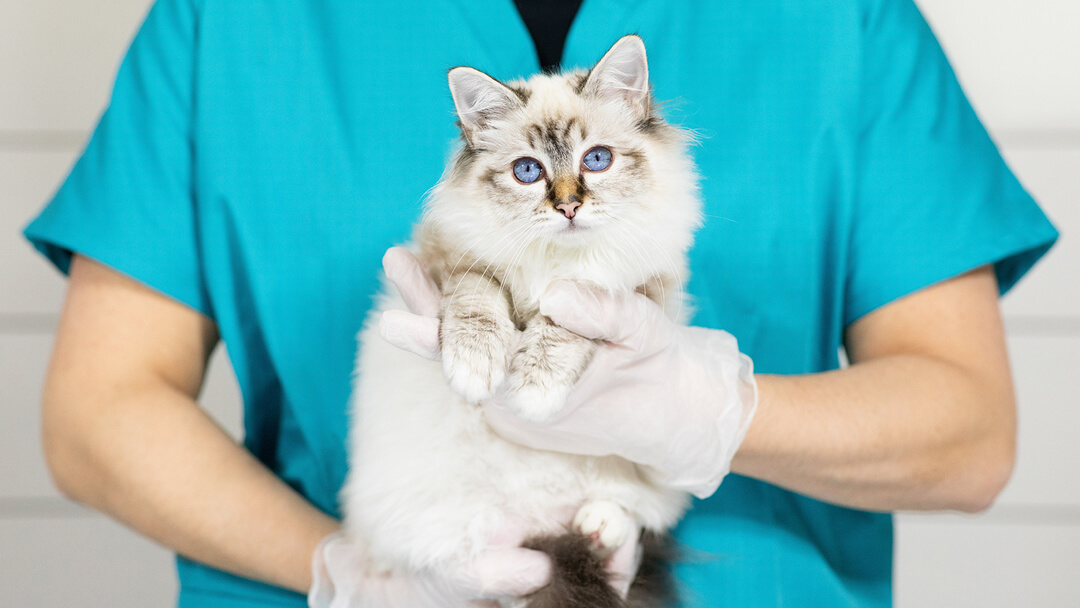 Gatito en el veterinario