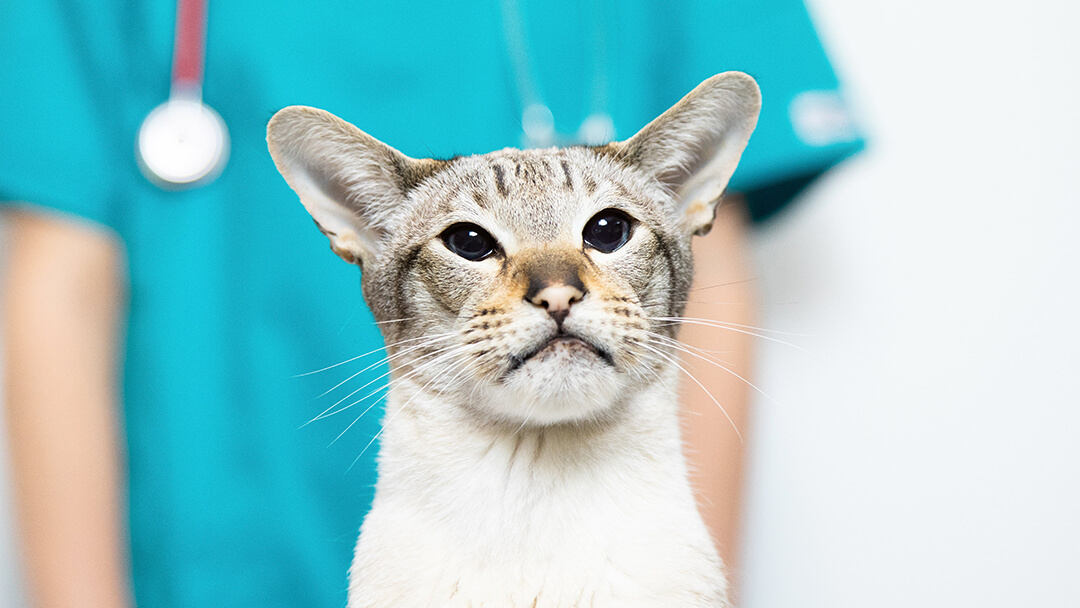 gato en el veterinario