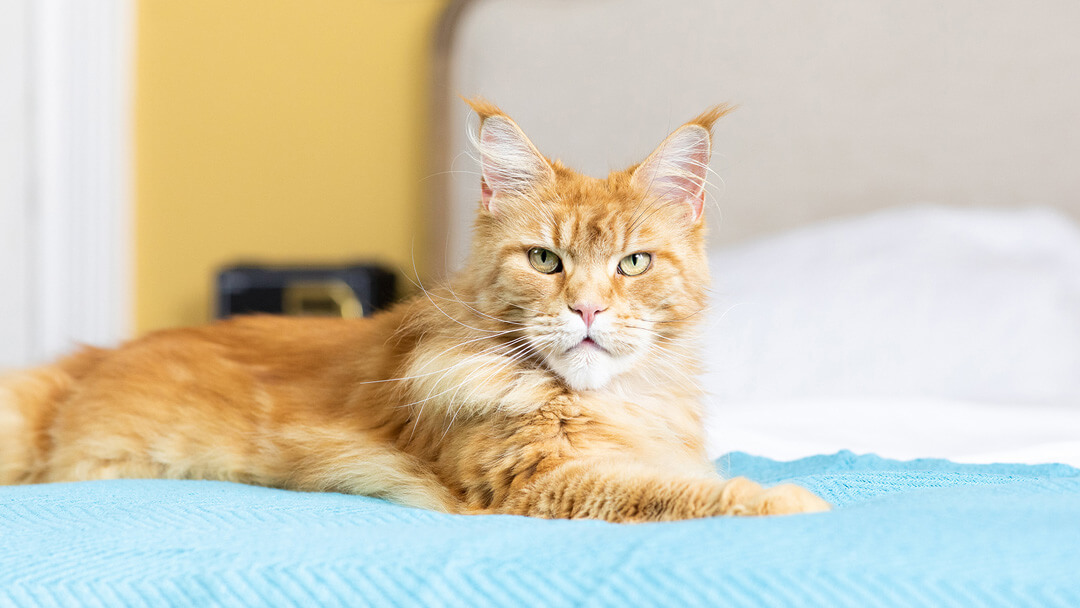 Gato de color naranja en la cama