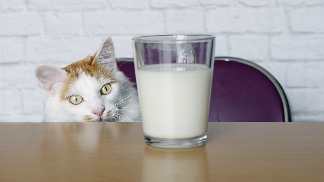 Gato mirando hacia la leche