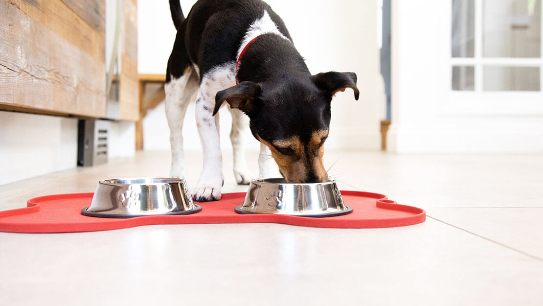 perro comiendo de un bol