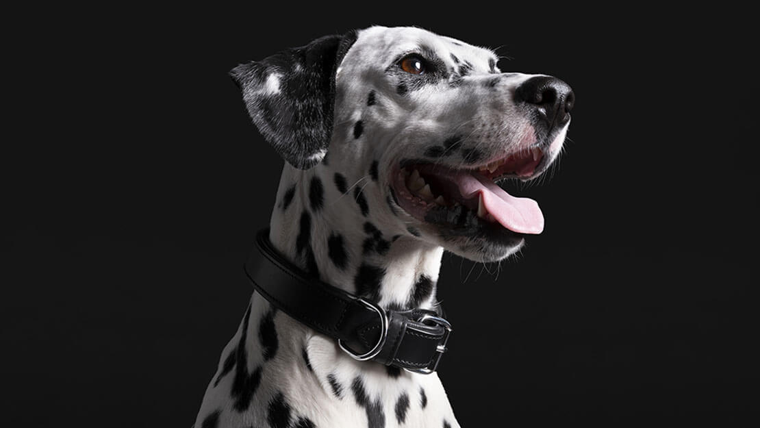 pro plan dalmatian