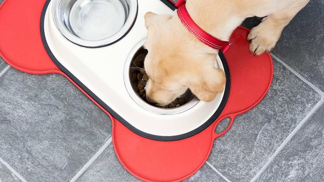 cachorro comiendo en un bol de comida