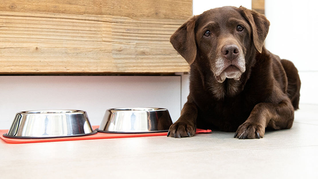 Labrador senior tumbado junto al bol de comida