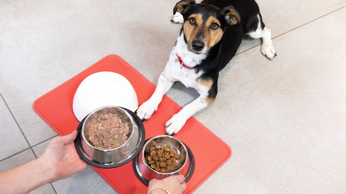 perro siendo alimentado con comida húmeda