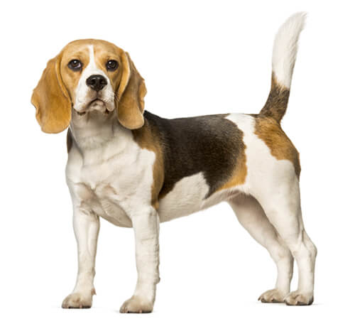 Información sobre la raza perro Beagle | Purina ®