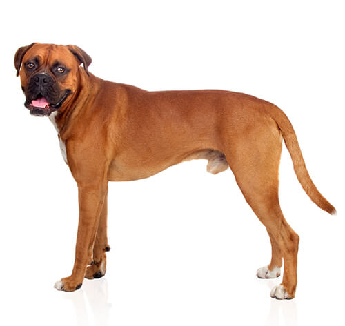 Información la perro Bóxer | Purina ®