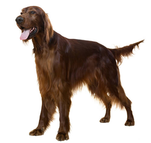 Información sobre la raza perro Setter irlandés| Purina ®