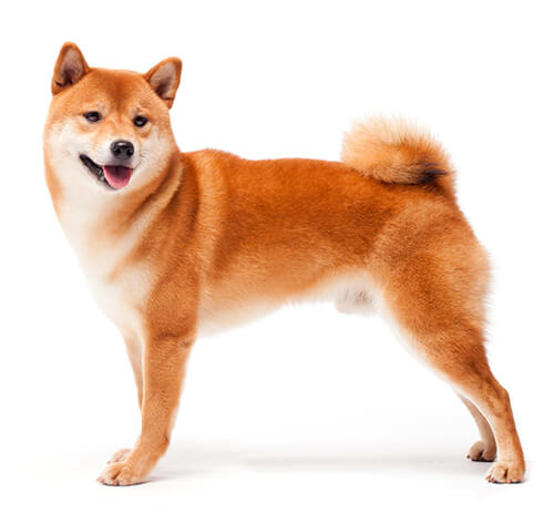 Información sobre raza de perro Shiba Inu japonés Purina ®