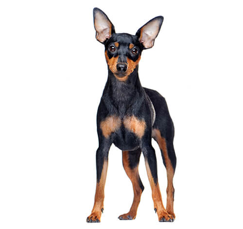 la raza de perro Pinscher miniatura | Purina