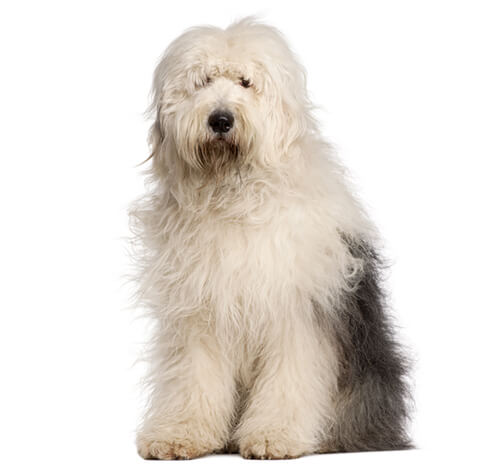  El Viejo Perro Pastor Ingles Mexican English Sheepdog