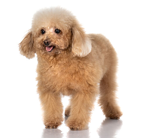 un acreedor Ejercicio mañanero Sherlock Holmes Información sobre la raza de perro Caniche toy | Purina ® un acreedor Ejercicio mañanero Sherlock Holmes Información sobre la raza de perro Caniche toy | Purina ®