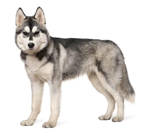 Información sobre raza perro Husky siberiano Purina ®