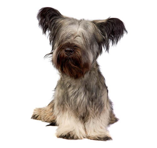 Información sobre la raza de perro Skye Terrier Purina ®