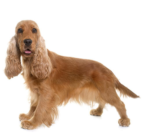 Información sobre la raza de perro Cocker Spaniel Purina ®