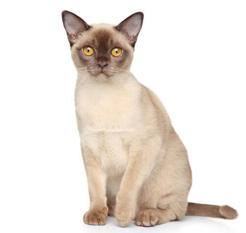 Altitud reptiles Abandono Información sobre la raza de gato Burmés | Purina ®