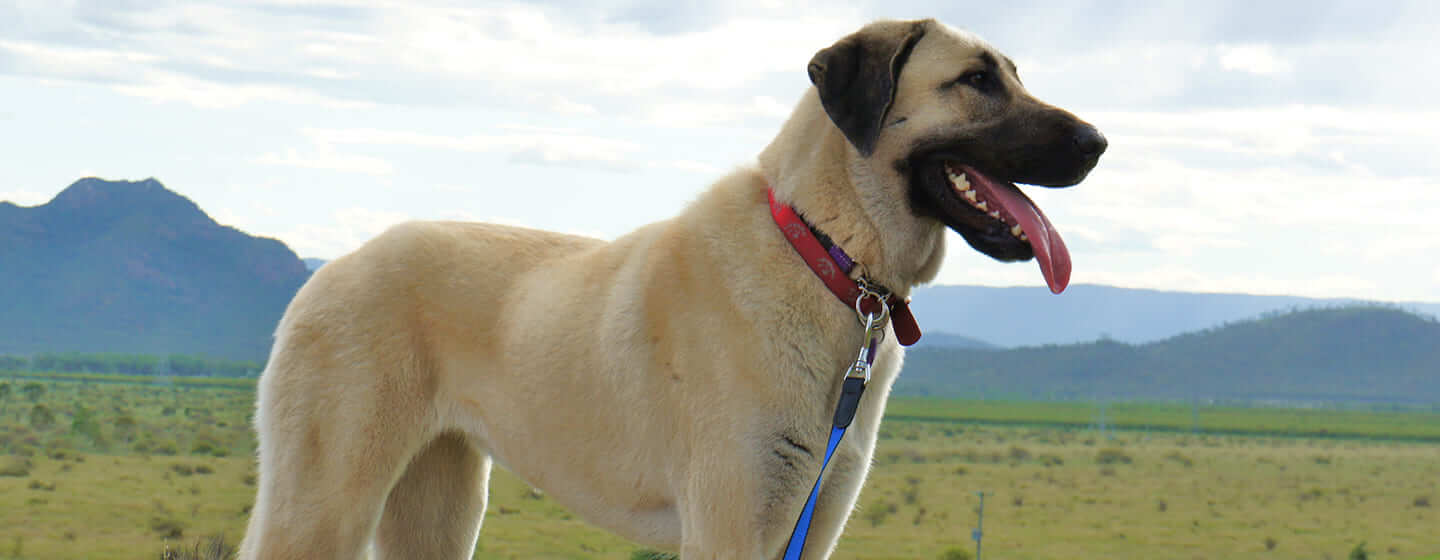 Perro en el campo con montañas en segundo plano