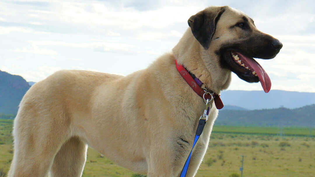 Perro en el campo con montañas en segundo plano