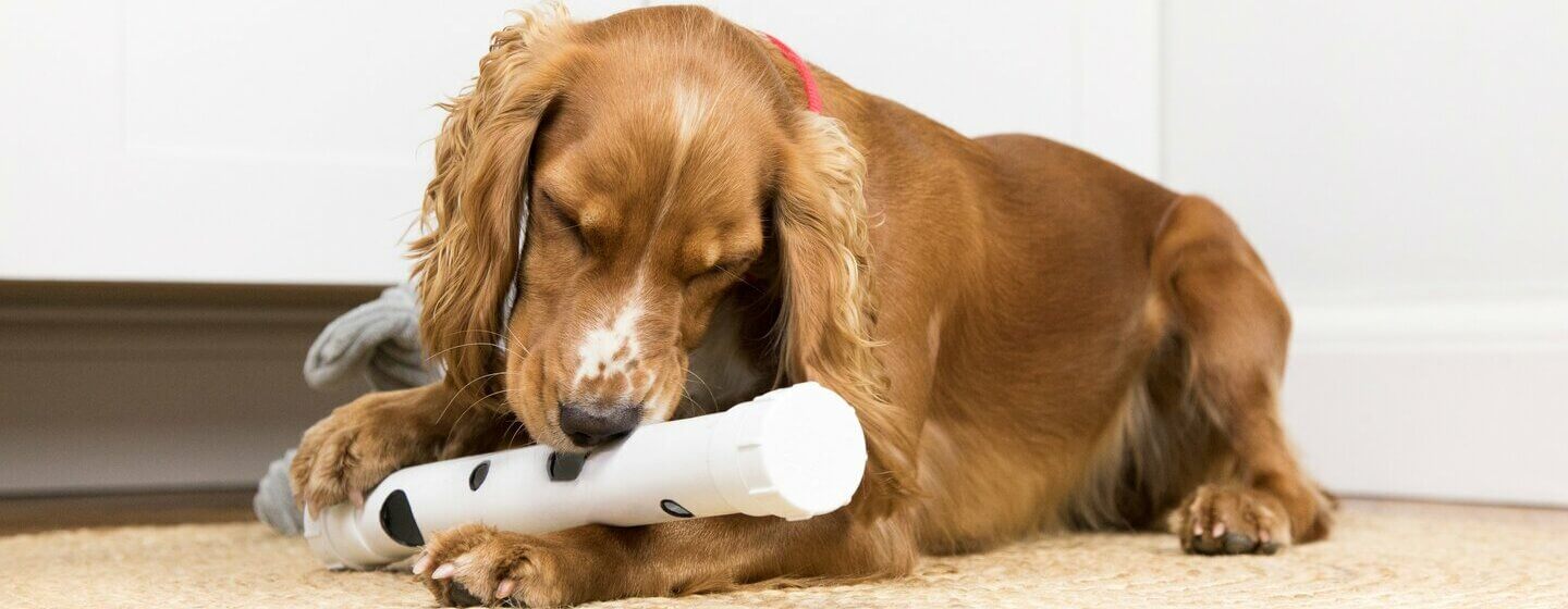 Perro Spaniel marrón jugando con juguetes