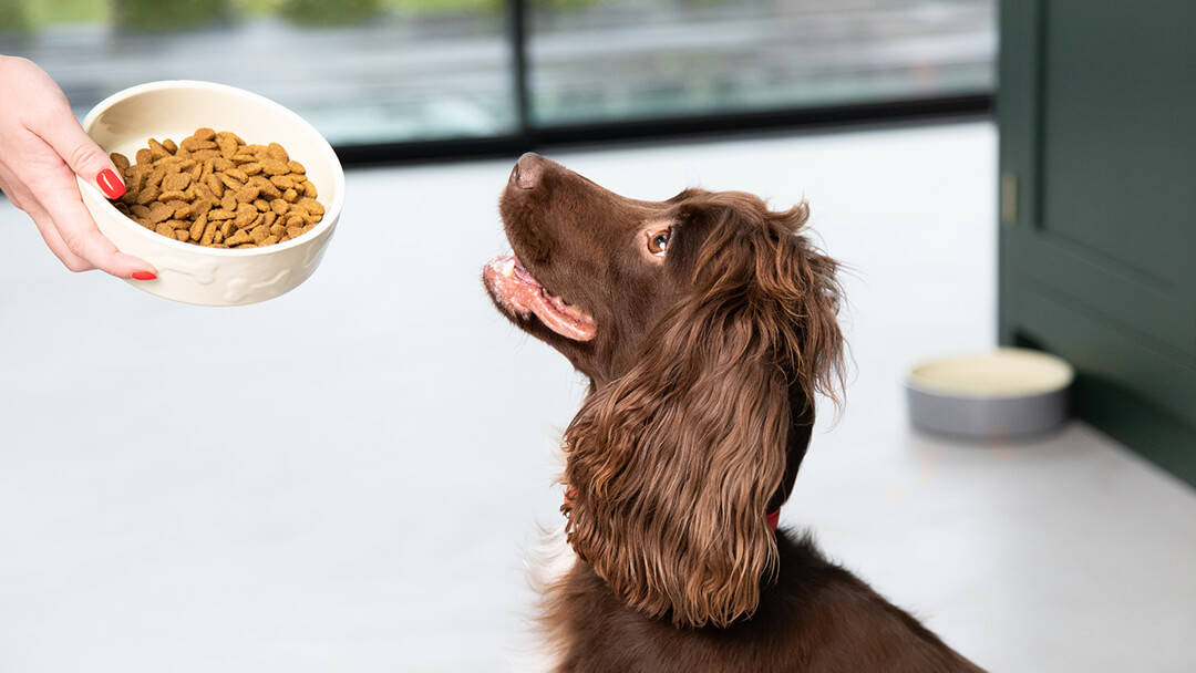 Spaniel mirando hacia arriba en el plato de comida para perros
