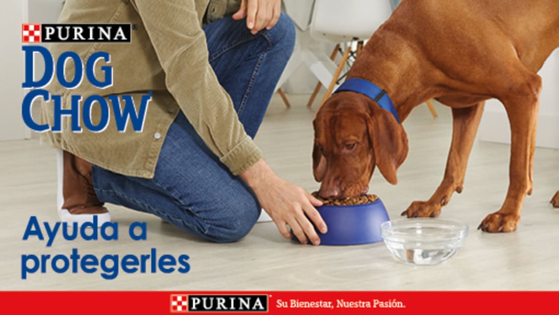 Perro comiendo pienso PURINA®  DOG CHOW®