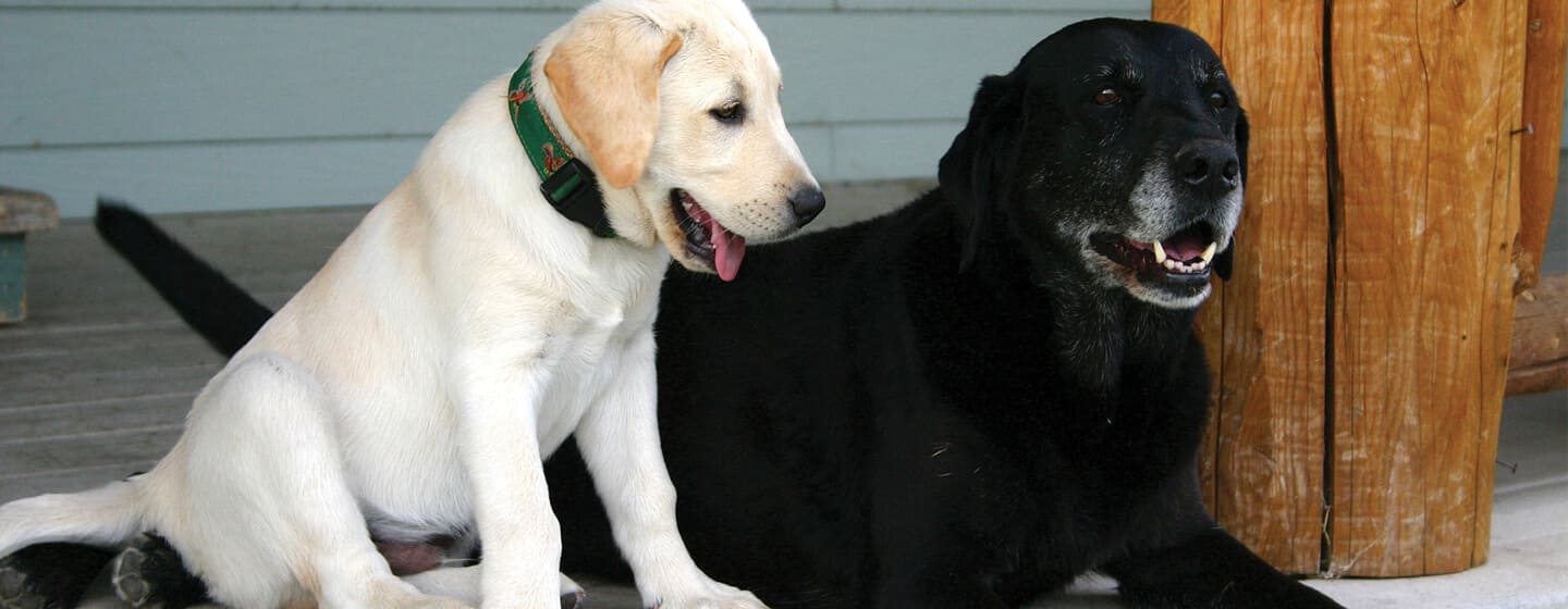 Cachorro junto a un perro senior
