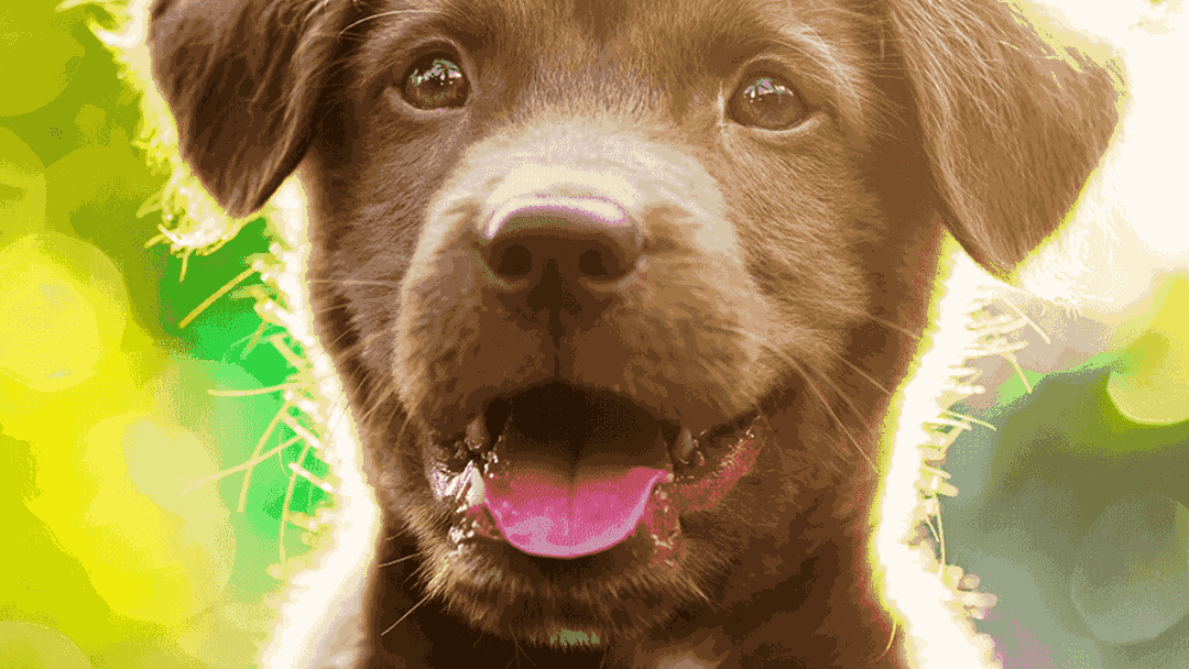 Cuánto tiempo un perro cachorro | Purina®