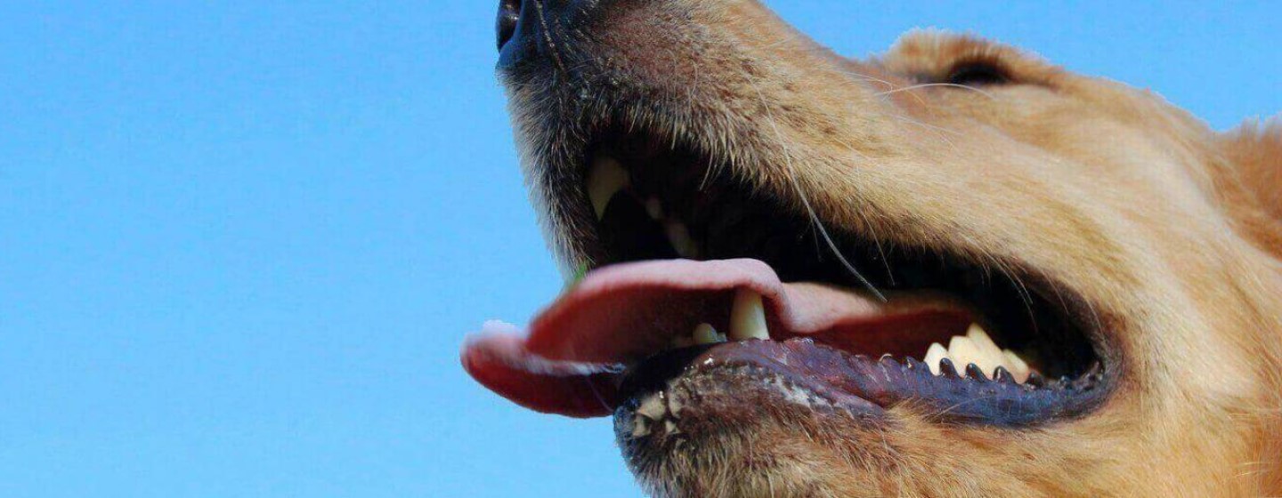 ¿ESTÁN SANOS LOS DIENTES DE TU PERRO?