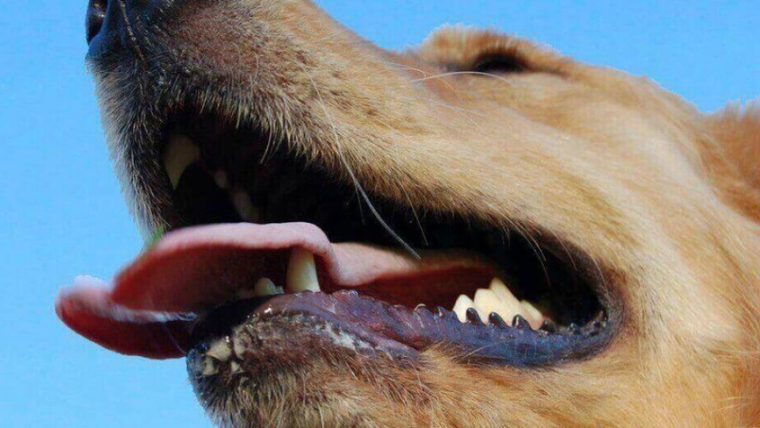 ¿ESTÁN SANOS LOS DIENTES DE TU PERRO?