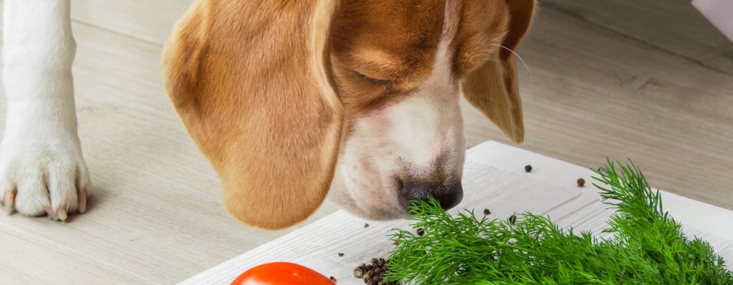 ¿Qué puede comer tu perro? Beneficios de una alimentación completa