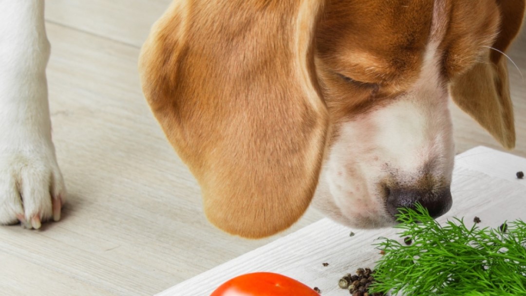 ¿Qué puede comer tu perro? Beneficios de una alimentación completa