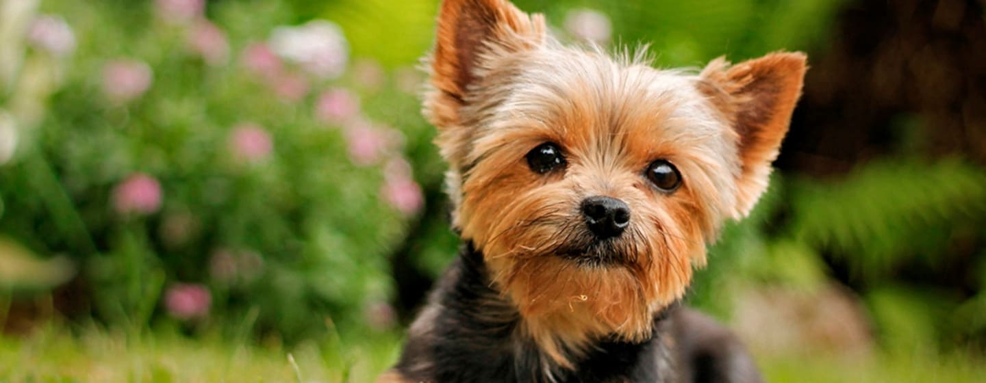 cuidar el pelo del Yorkshire Terrier