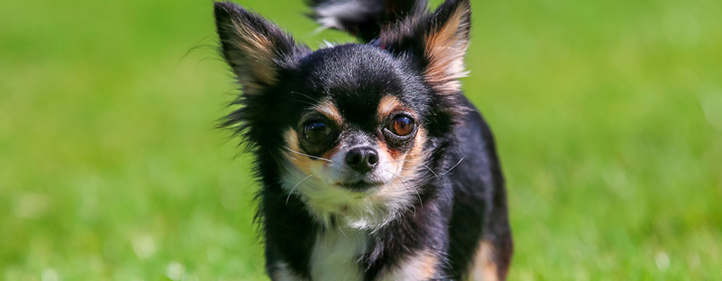 hambruna abajo acoso Cómo cuidar a los perros Chihuahuas | Purina®