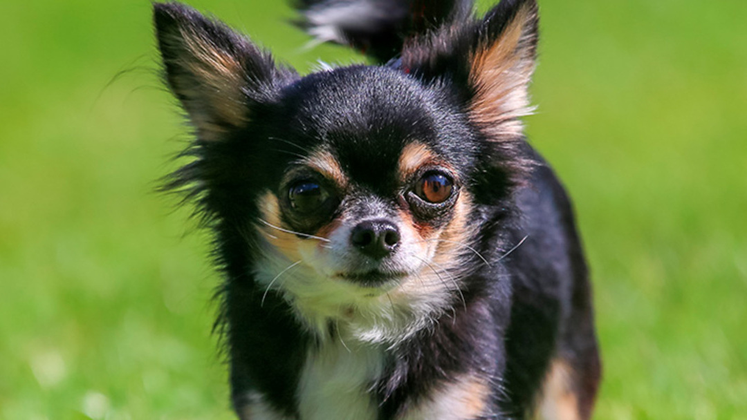 cuidar a los perros Chihuahuas