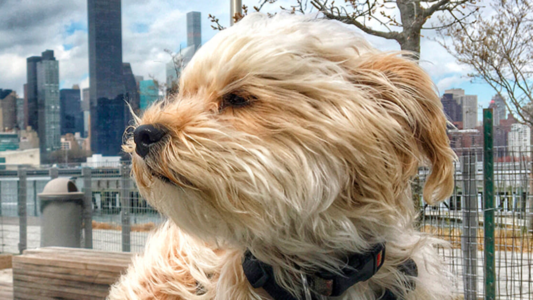 Perros pequeños en campo o ciudad