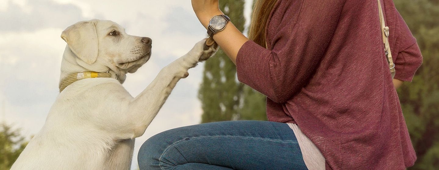 Cómo adiestrar a un cachorro