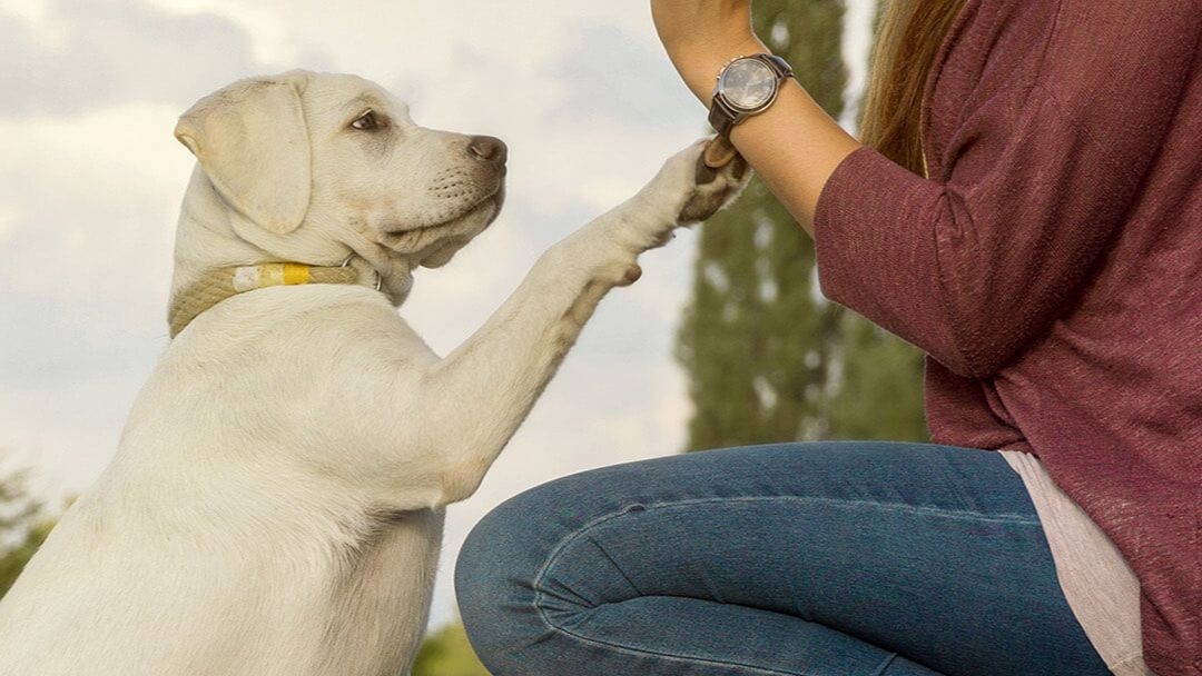 Cómo adiestrar a un cachorro