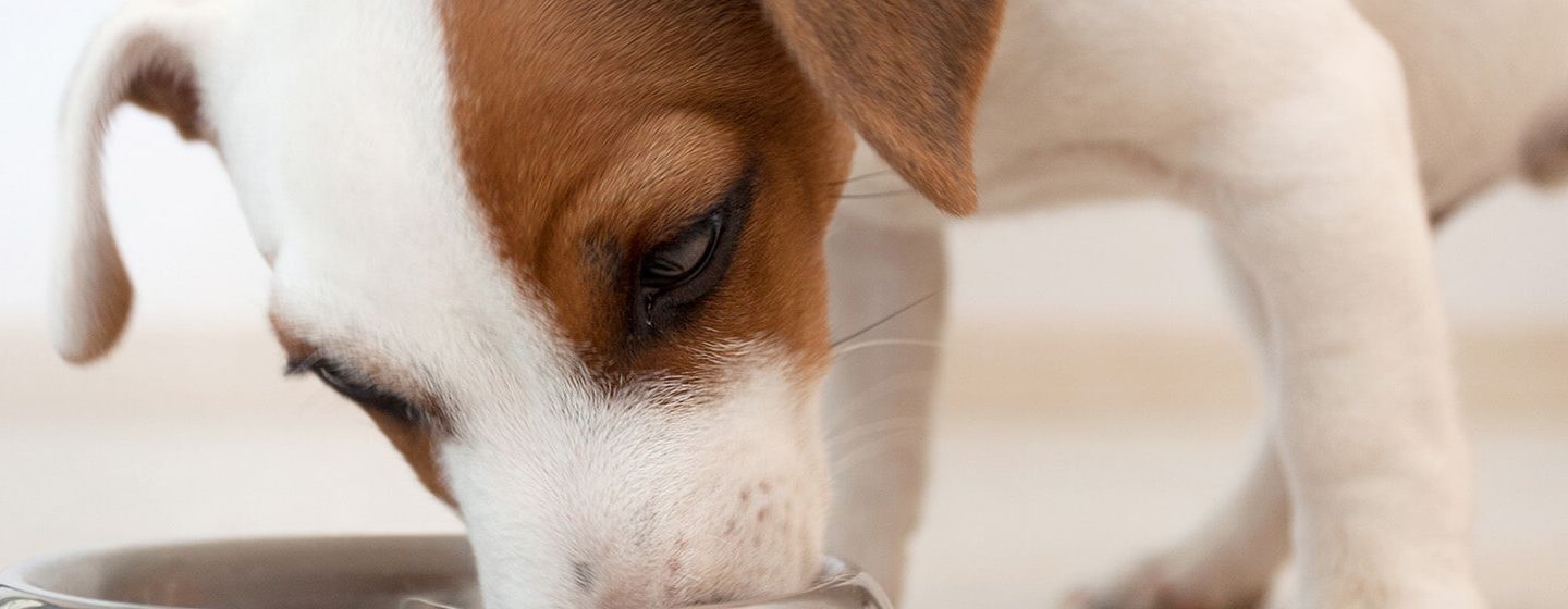 Cómo adiestrar a un cachorro