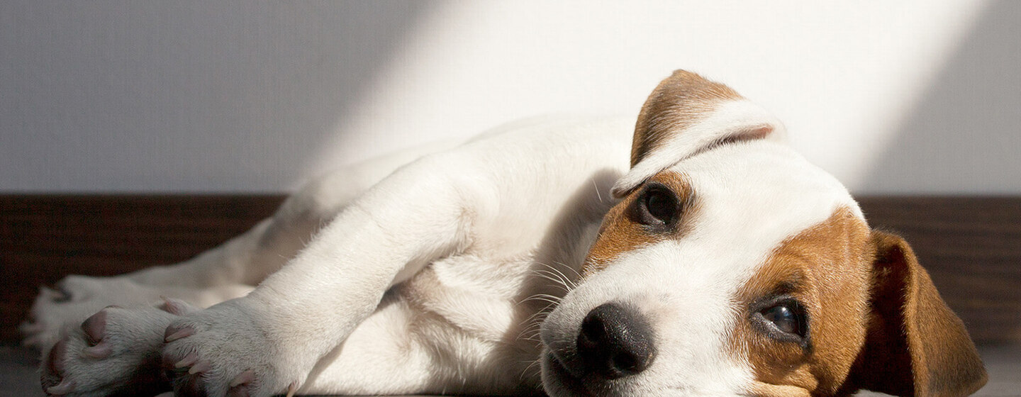 ANSIEDAD POR SEPARACIÓN EN CACHORROS