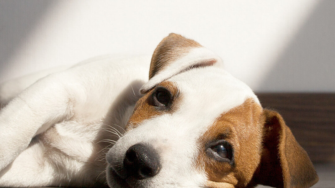 ANSIEDAD POR SEPARACIÓN EN CACHORROS