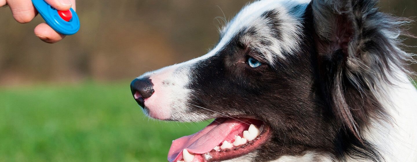 Clicker para perros